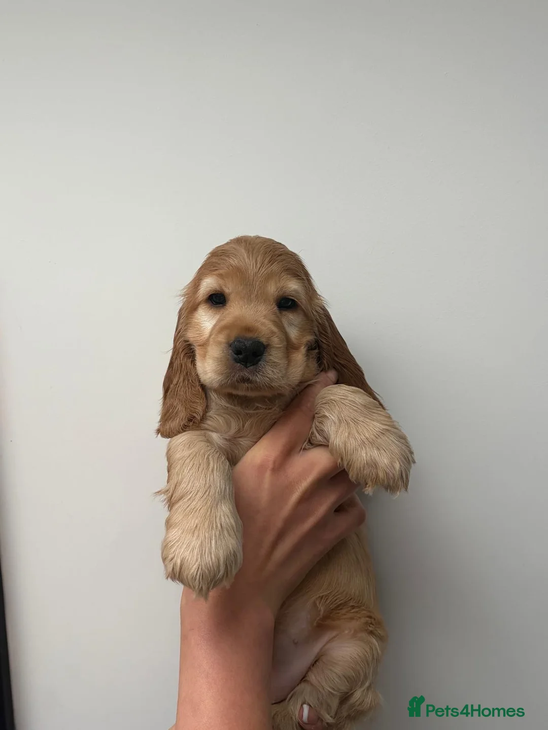 Cocker Spaniel dogs for sale: 2 left!!10 Adorable Show Cocker spaniels - Advert 17