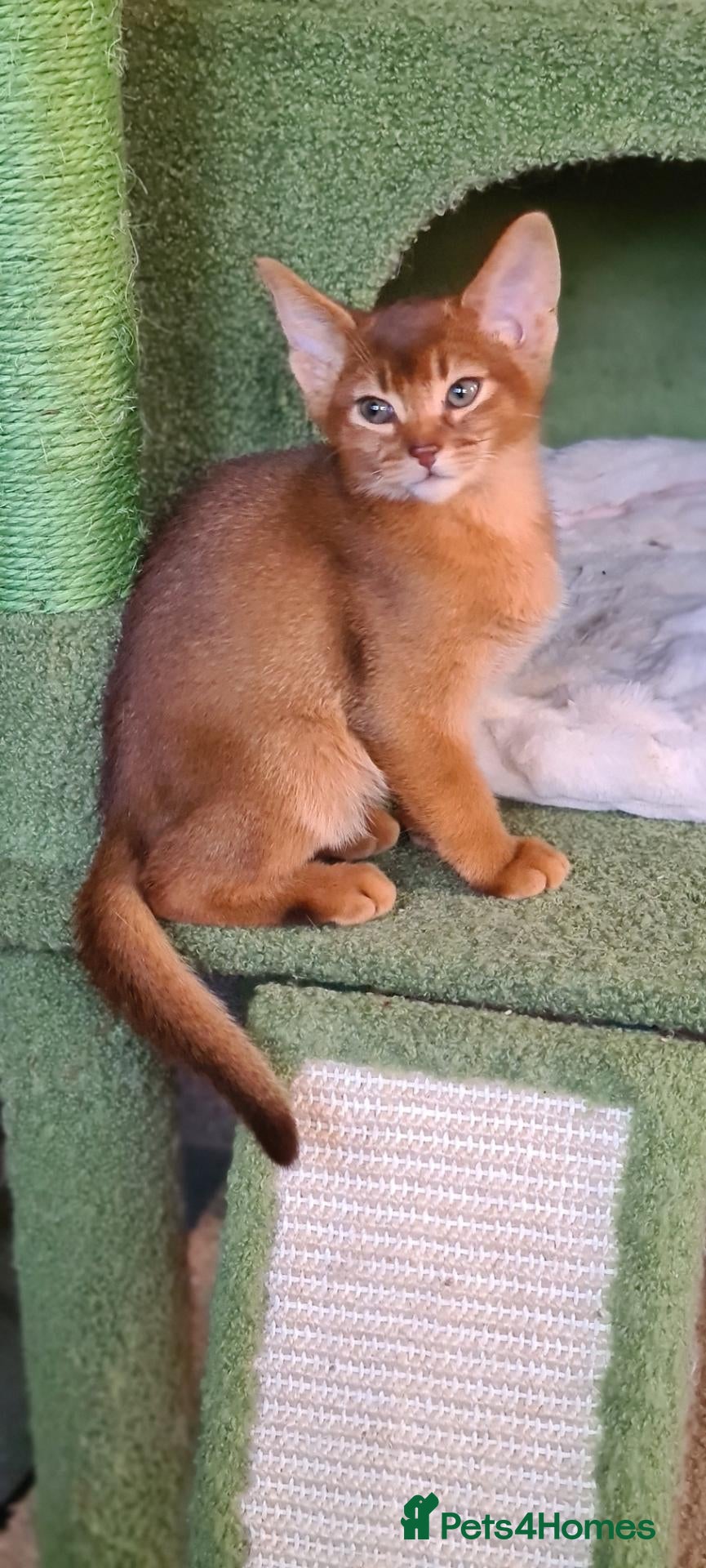 Abyssinian cats for sale: Reduced 2 PEDIGREE TICA ABY BOYS - Advert 1