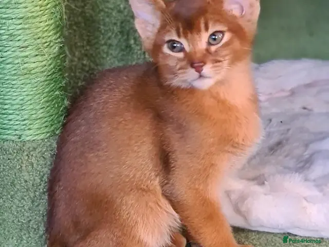 Abyssinian cats for sale: Reduced 2 PEDIGREE TICA ABY BOYS - Advert 1