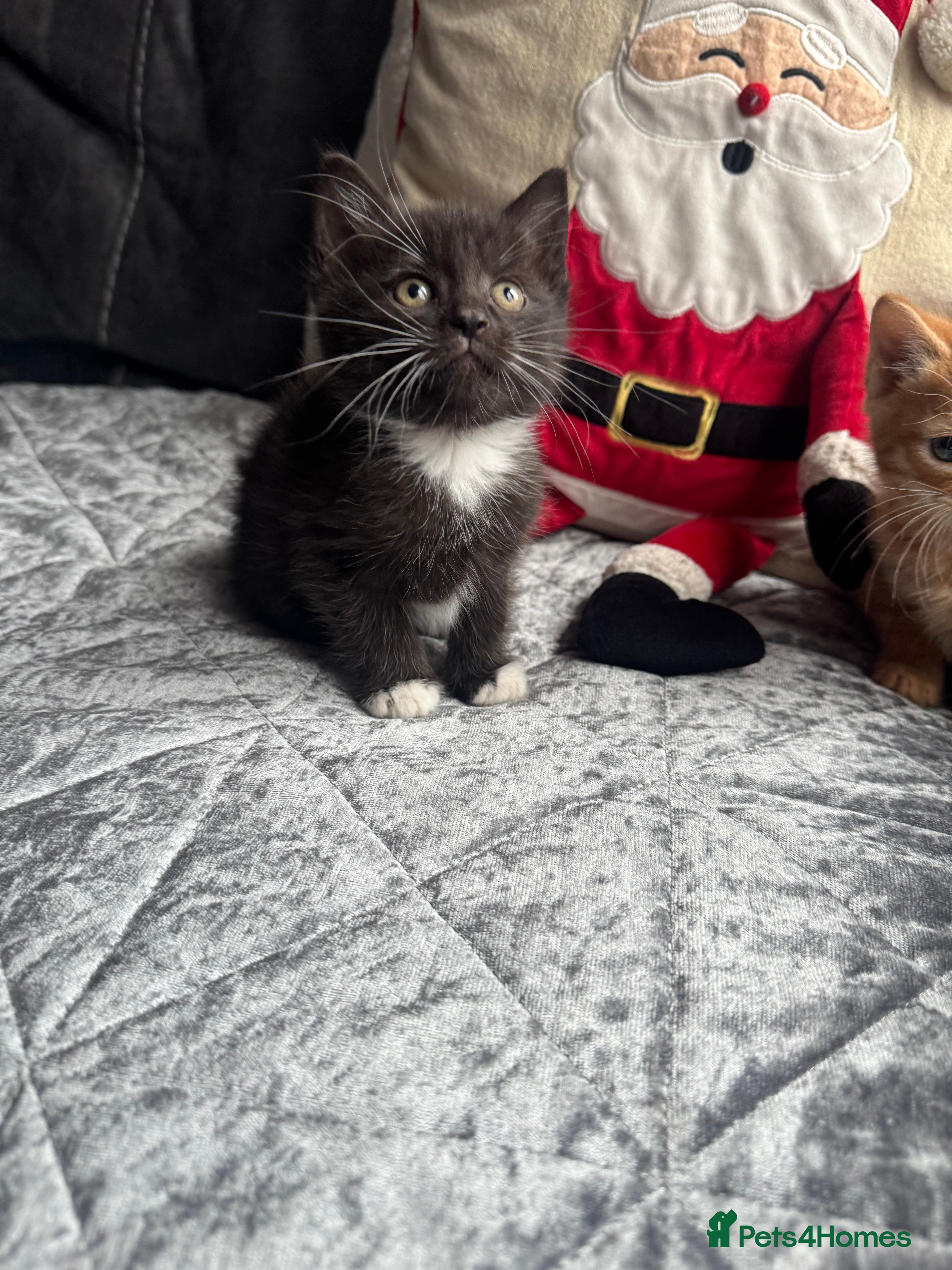 Mixed Breed cats Beautiful black and white boy  - Advert 6