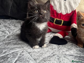 Mixed Breed cats Beautiful black and white boy - Advert 6