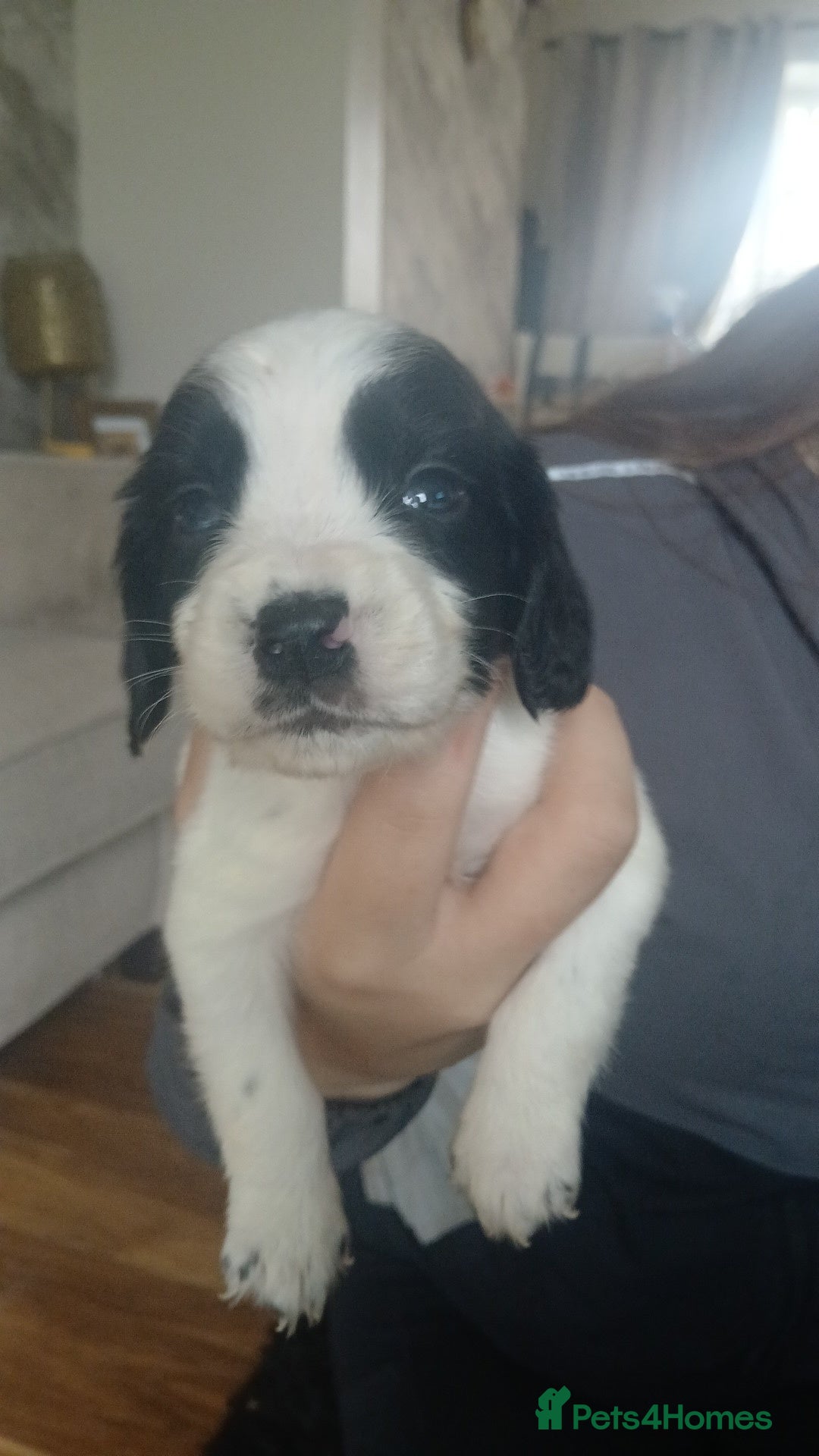 Sprocker dogs for sale: Beautiful litter of sprocker puppies - Image 10