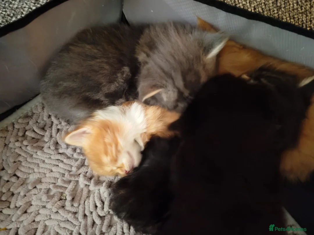 Maine Coon cats for sale: Gorgeous maine coon cross kittens - Advert 2