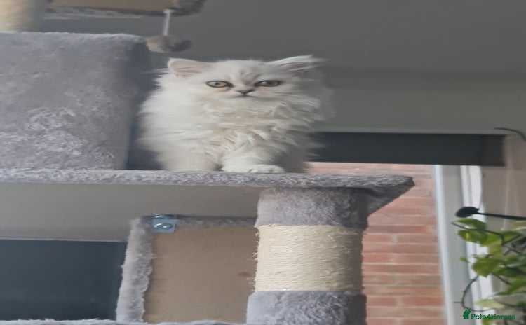 Persian cats - Advert 2