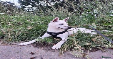 Mixed Breed dogs - Advert 4