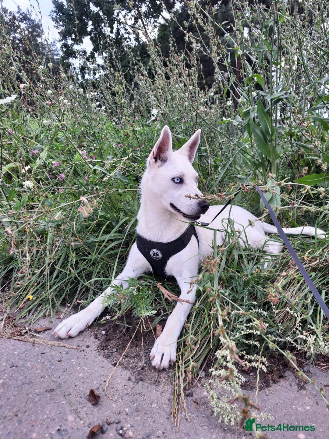 Mixed Breed dogs for adoption: 💖🐶 LUNA 🐶💖 - Image 3
