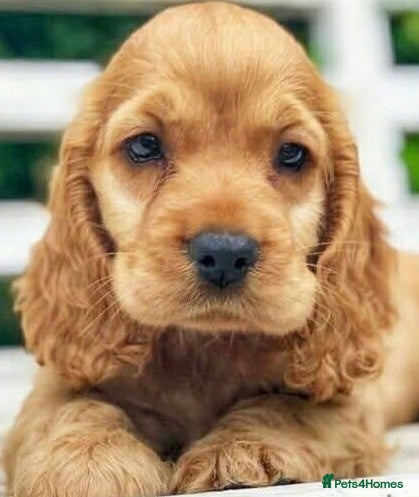 Cocker Spaniel dogs 🌟Stunning 100% show cocker kc & health tested - Advert 1