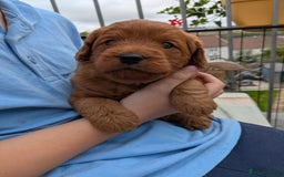 Labradoodle dogs for sale: Fox Red Labradoodles. 4 boys 3 girls  - Image 16