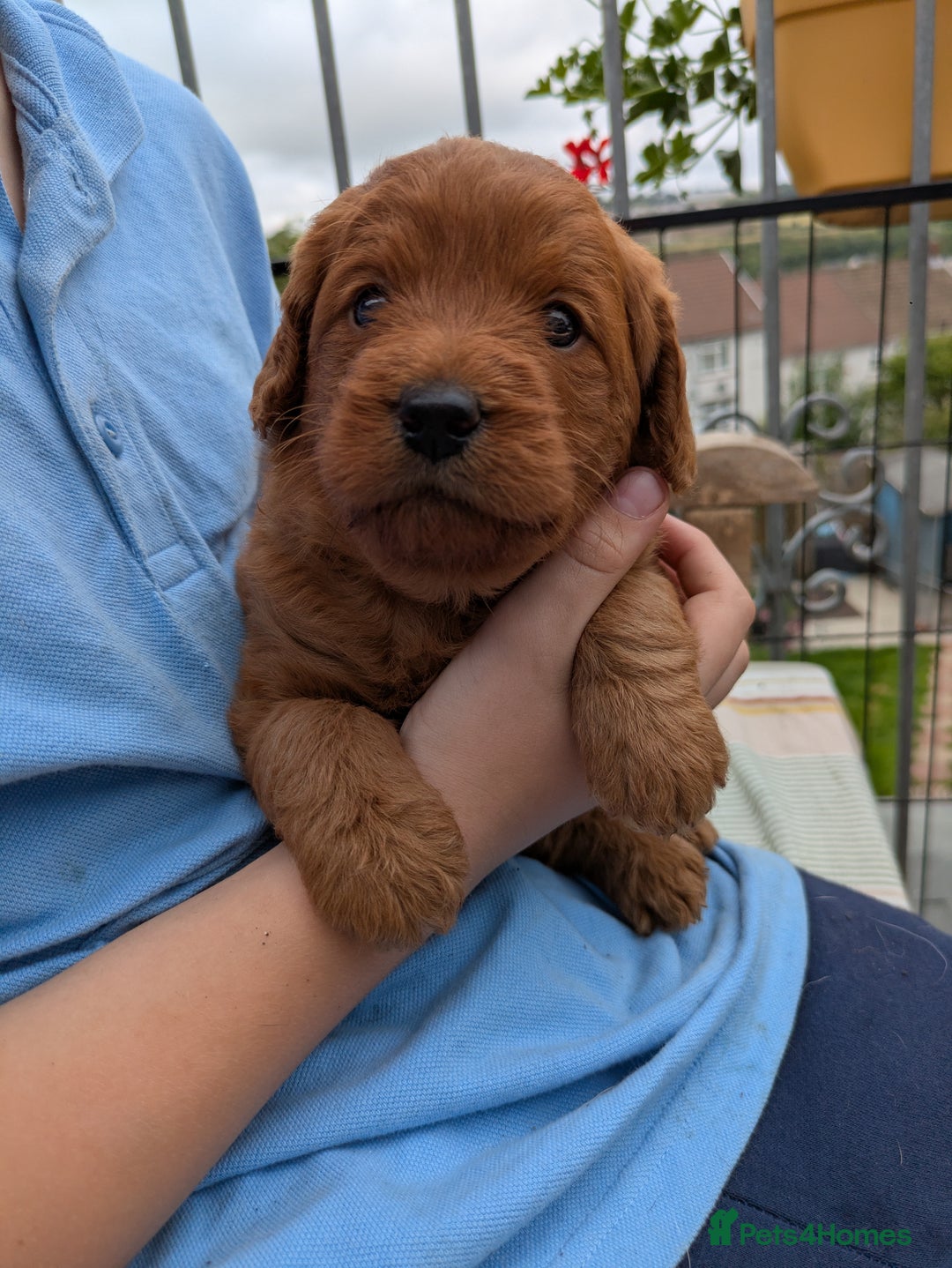 Labradoodle dogs for sale: Fox Red Labradoodles. 4 boys 3 girls  - Image 16