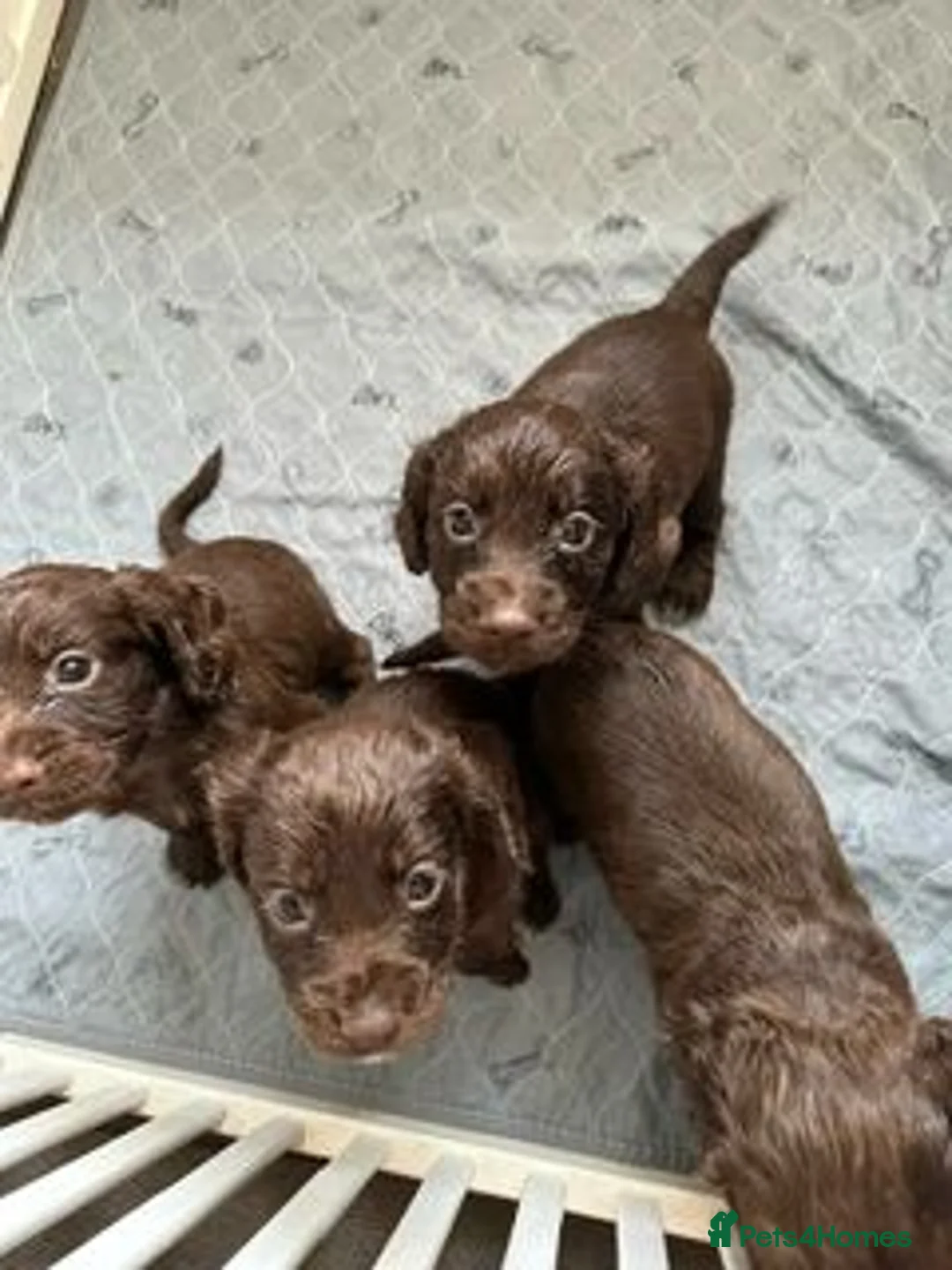 Cocker Spaniel dogs for sale: 5 Bundles of fun - Advert 6