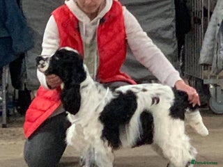 Cocker Spaniel dogs - Advert 1