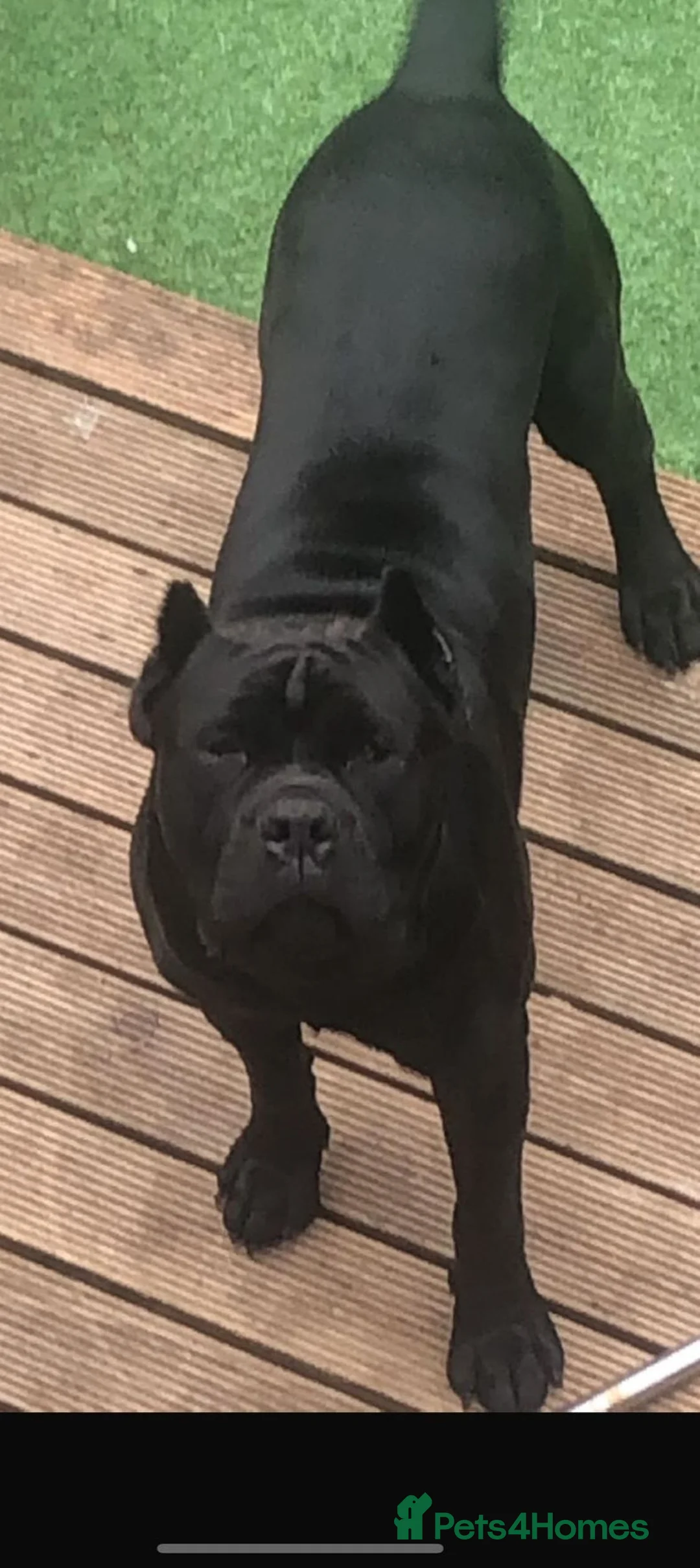 Cane Corso dogs for sale: Last Cane Corso puppy - Advert 2