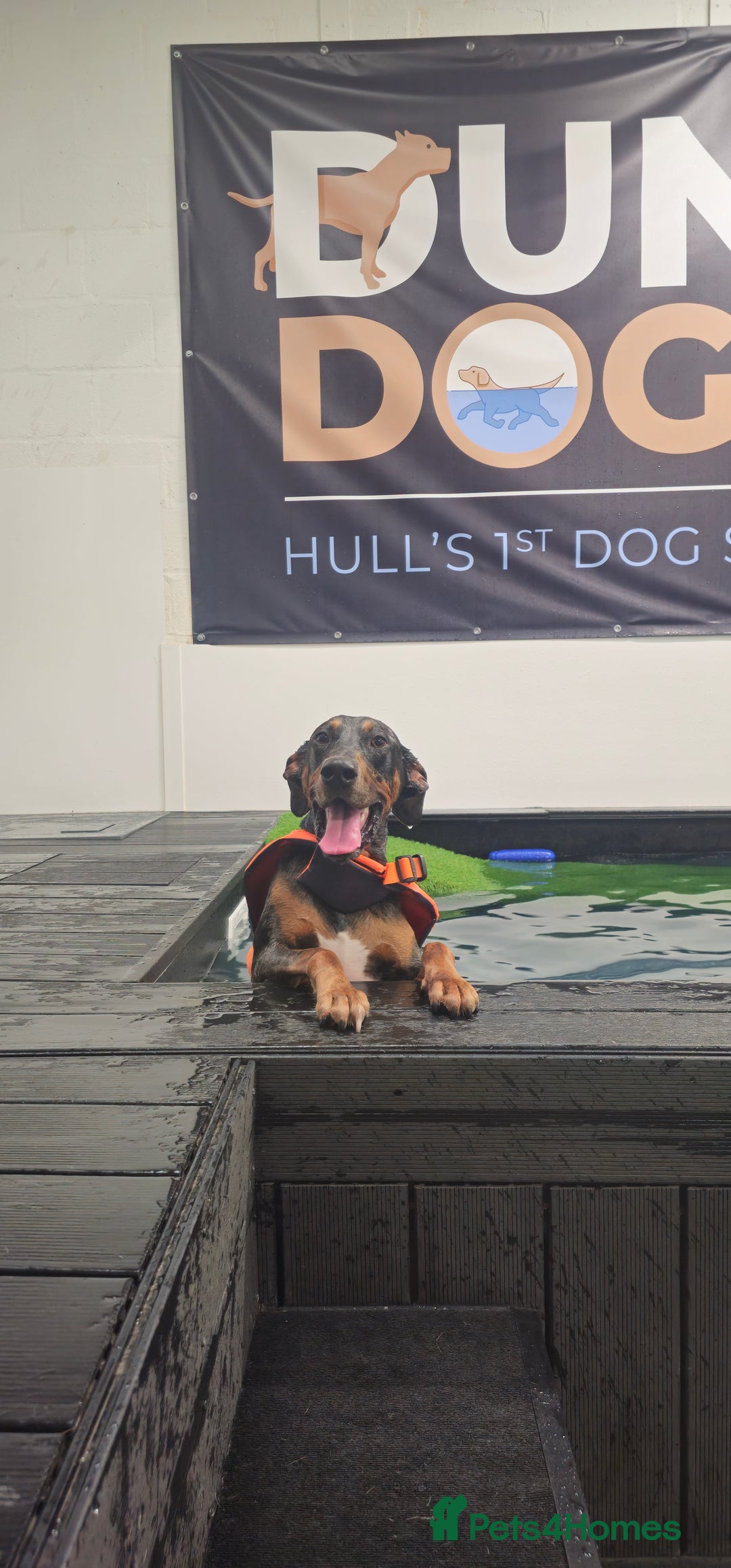 Mixed Breed dogs for sale: Beautiful male doberman  - Advert 11