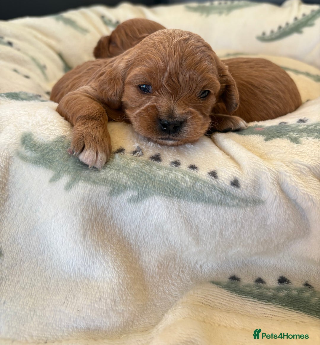 Cavapoo dogs for sale: F1 Toy Cavapoo Puppy’s! - Advert 3
