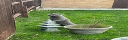 British Shorthair cats for stud: Stunning British Shorthair Stud, GCCF registered - Advert 6