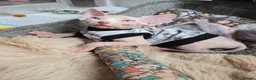 Sphynx cats for sale: Rare Blue-Eyed Sphynx Kitten TICA & GCCF  - Advert 6