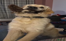 Golden Retriever dogs for stud: Stud for pick of the litter  - Image 3