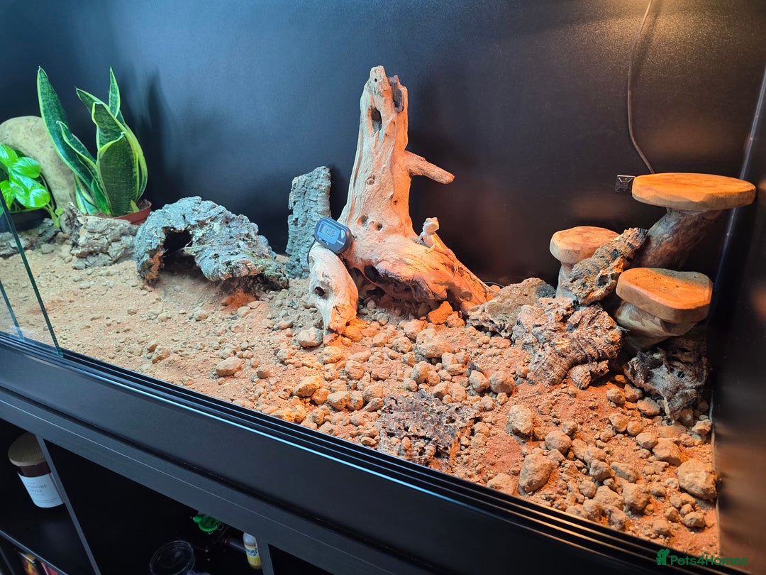 Bearded Dragon reptiles for sale: Beautiful juvenile Bearded dragon and set up. - Image 13