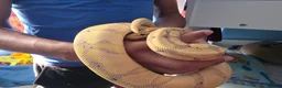 Python Snake reptiles for sale: Pastel banana ball python in Wallington - Advert 4