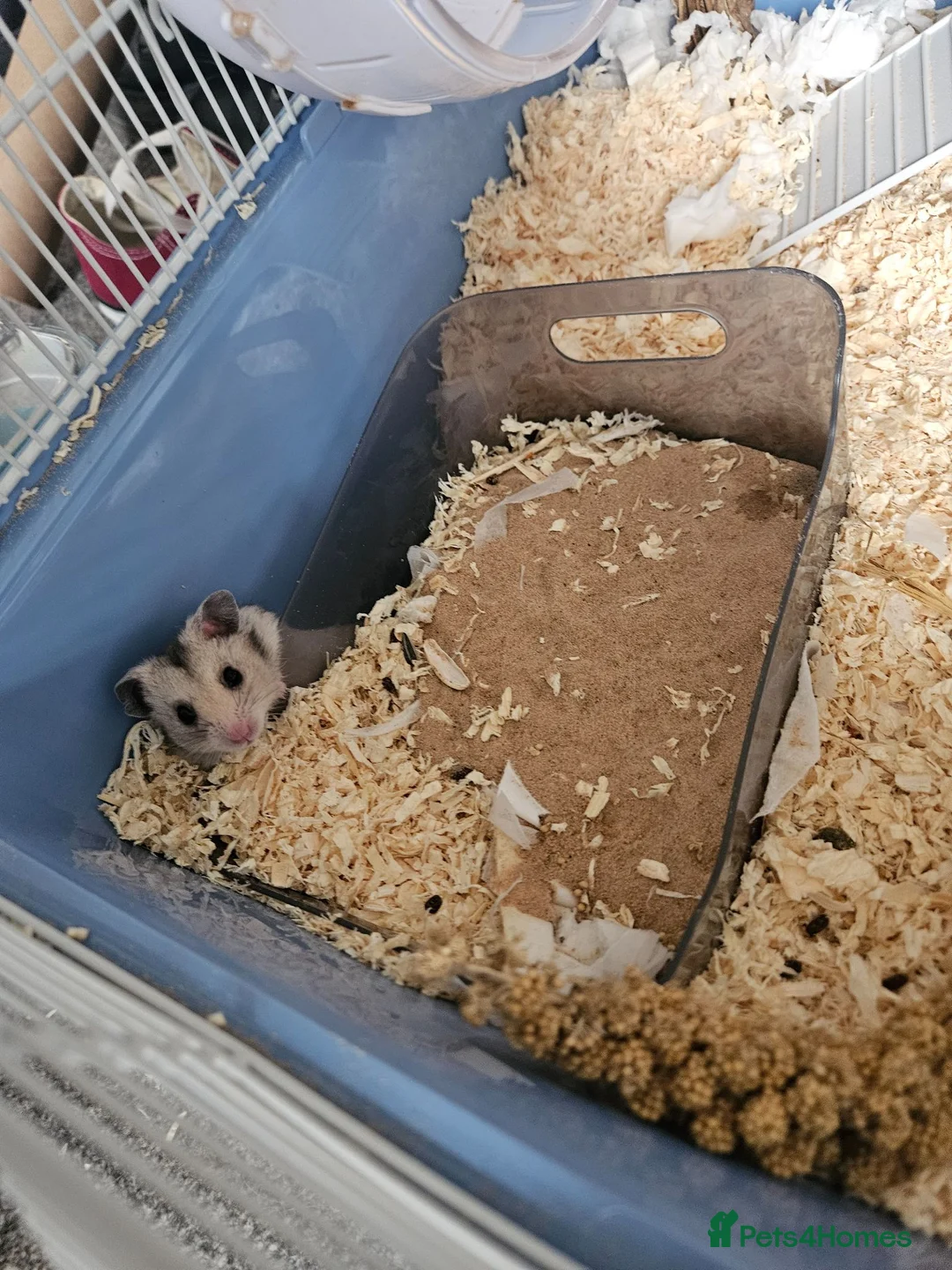 Hamster rodents for sale: beige and white Syrian hamster in Neston - Advert 2