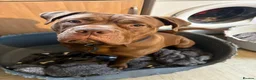 Mixed Breed dogs for sale: Benson The Lovable Bear  - Advert 5
