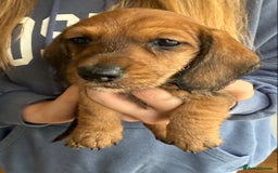 Dachshund dogs for sale: Stunning miniature wire dachshunds  - Image 3