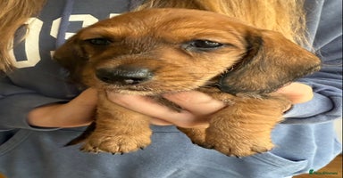 Dachshund dogs - Advert 3