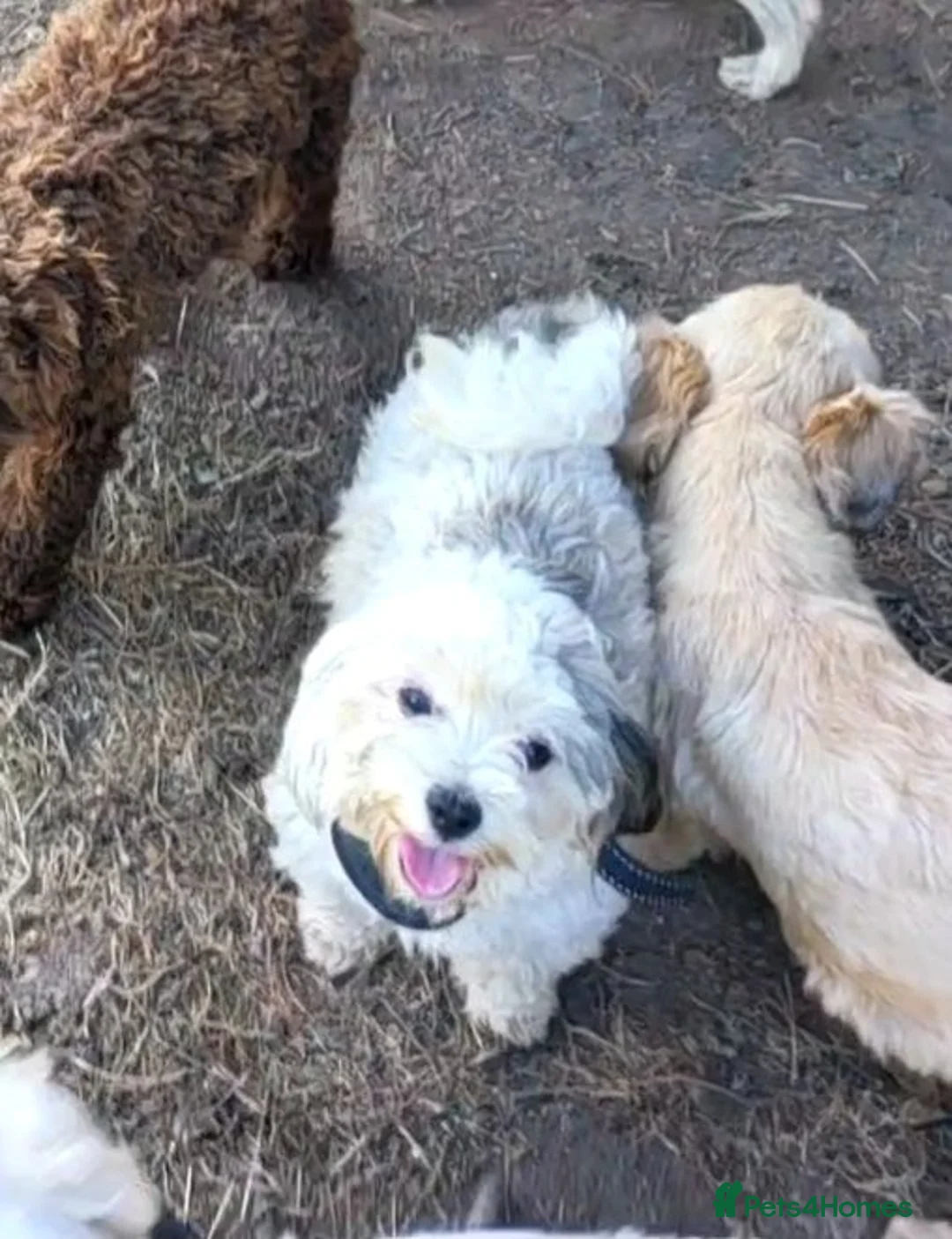 Shih Tzu dogs for sale: Imperial shih tzu and shihpoo  - Advert 4
