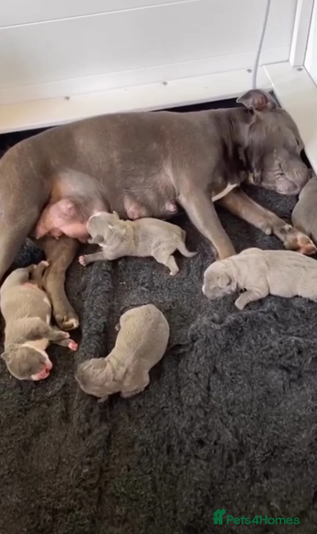 Staffordshire Bull Terrier dogs for sale: 1st Class 100%Staffy puppies Kc Reg - Advert 11