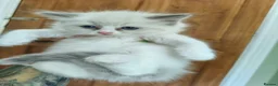 Ragdoll cats for sale: Beautiful kittens - Advert 6