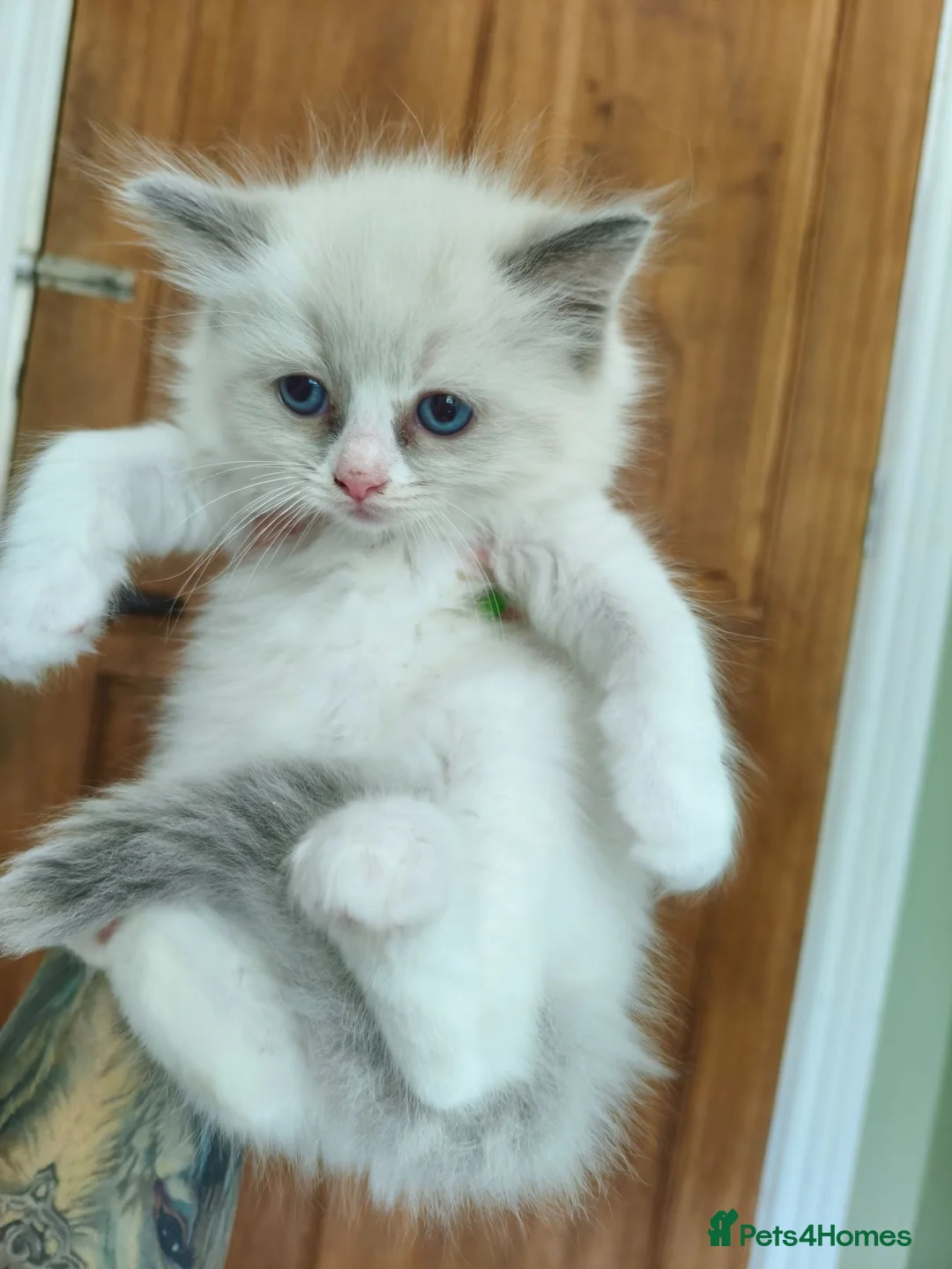 Ragdoll cats for sale: Last boy - Advert 10