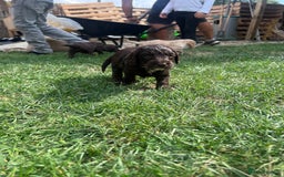Cockapoo dogs for sale: Stunning F2 miniature cockapoo puppies  - Image 21