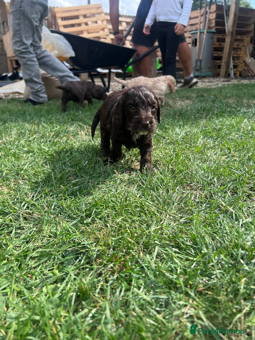 Cockapoo dogs for sale: Stunning F2 miniature cockapoo puppies  - Image 21