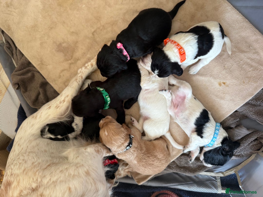 Cocker Spaniel dogs for sale: Working Cocker Spaniel Puppies  - Image 2