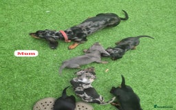 Dachshund dogs for sale: Dachshund puppies - Image 6