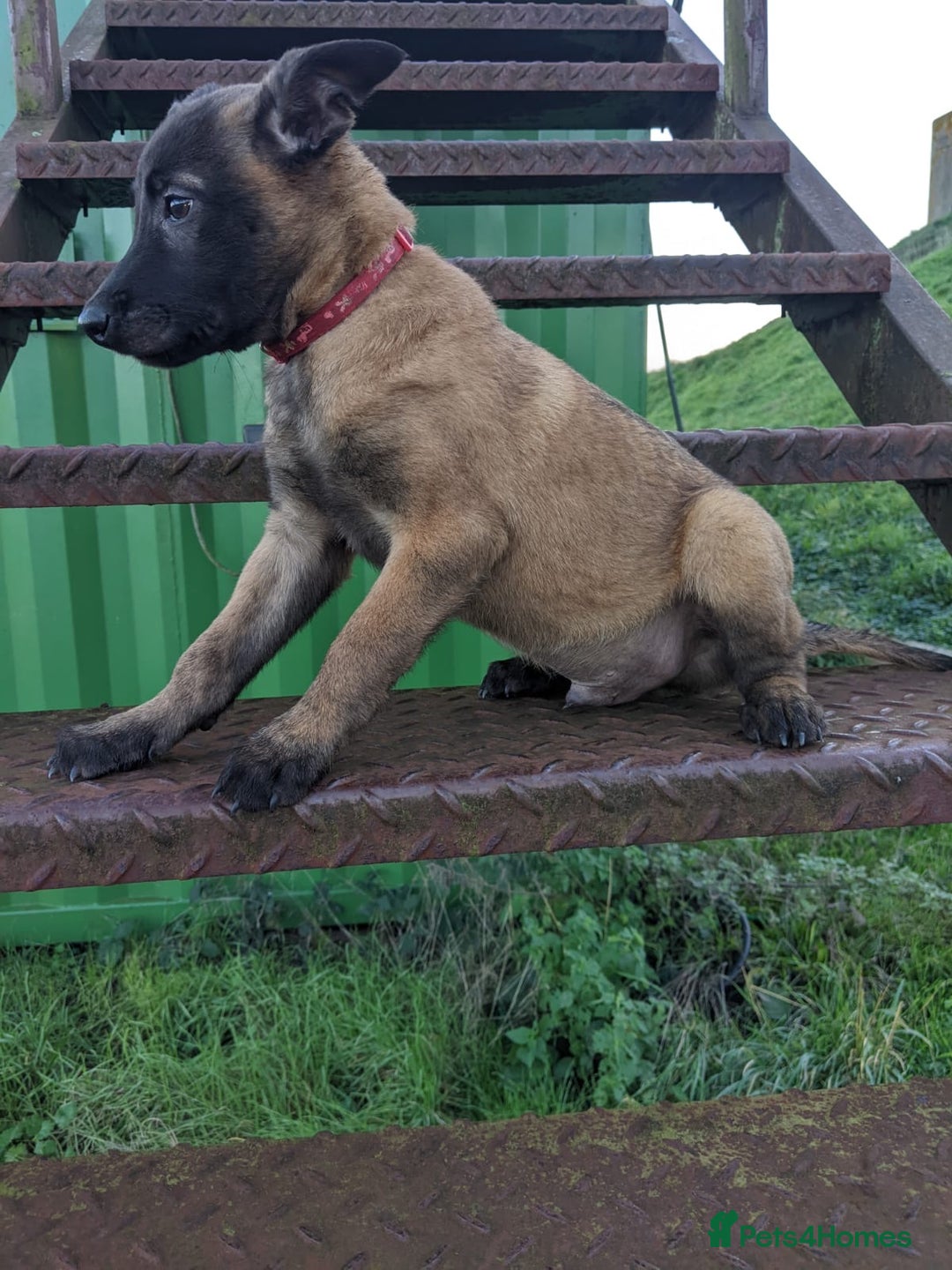 Belgian Shepherd Dog dogs for sale: Belgian Malinois - Advert 5