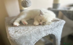 Ragdoll cats for sale: Stunning TICA reg Flame/Cream Boy - Image 34