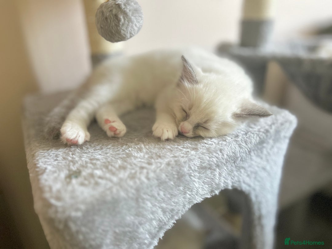 Ragdoll cats for sale: Stunning TICA reg Flame/Cream Boy - Image 34