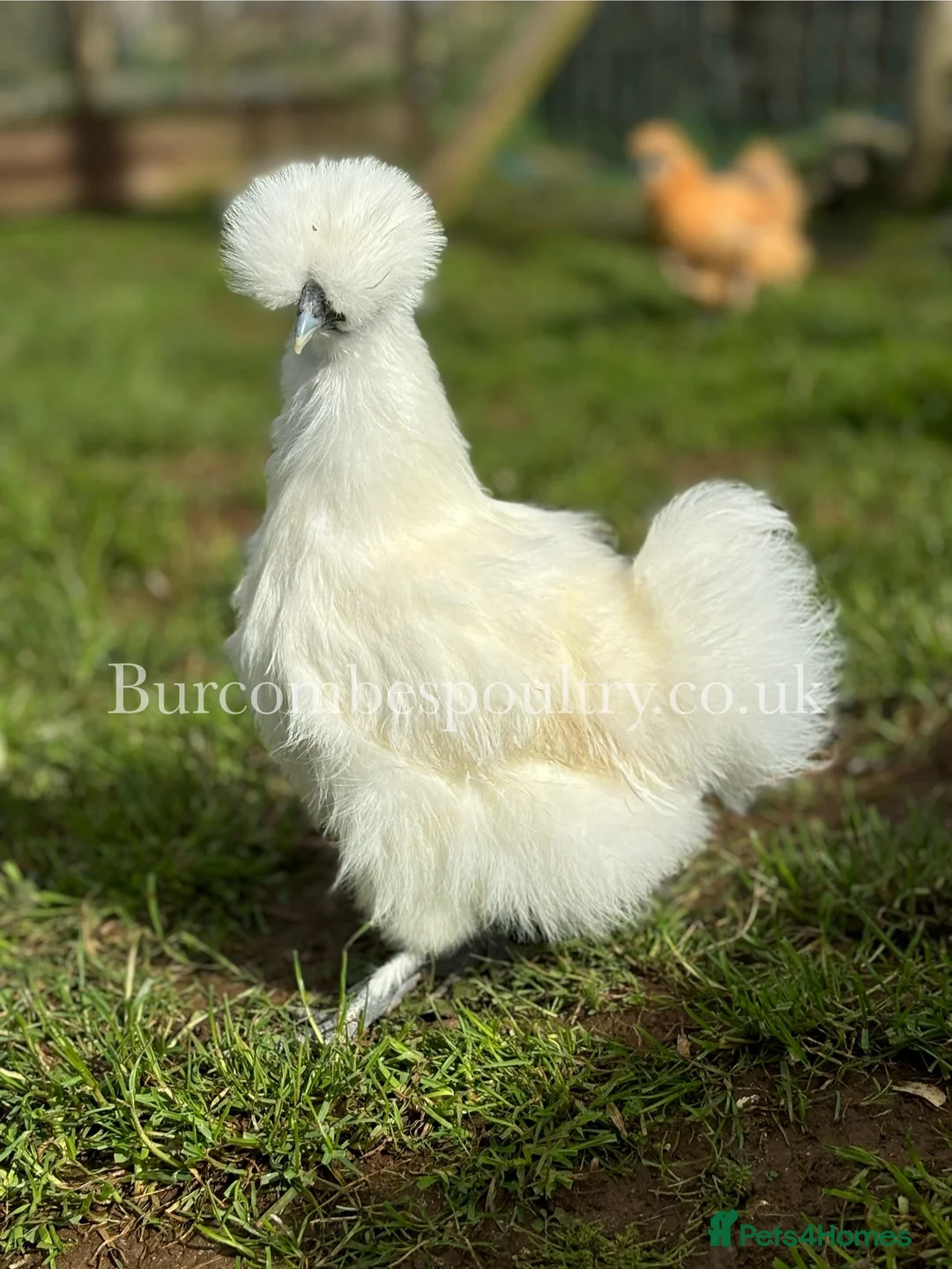 Chickens poultry for sale: Silkies for sale  - Advert 1