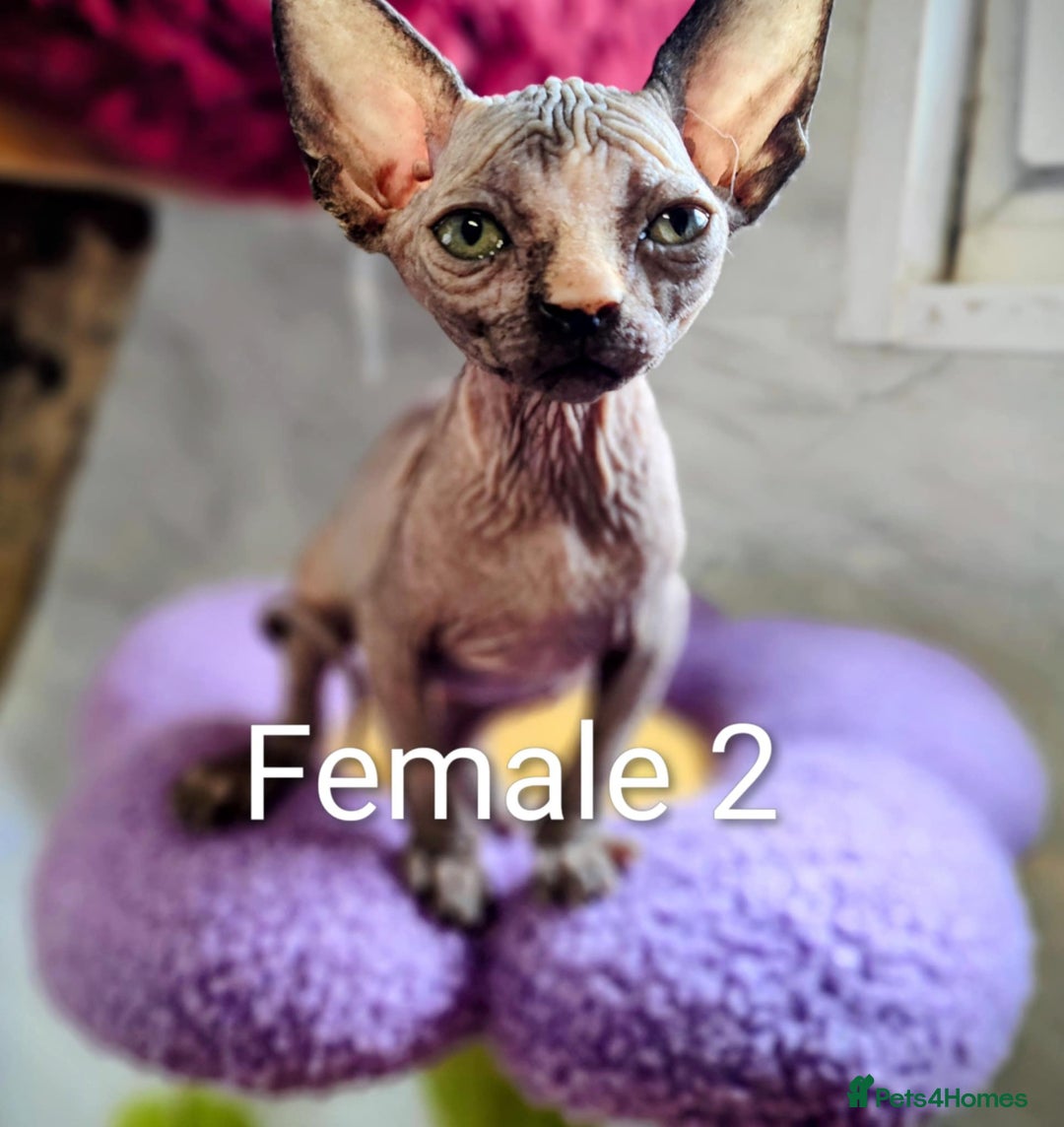 Sphynx cats for sale: Canadian Sphynx TICA REGISTERED. - Image 12