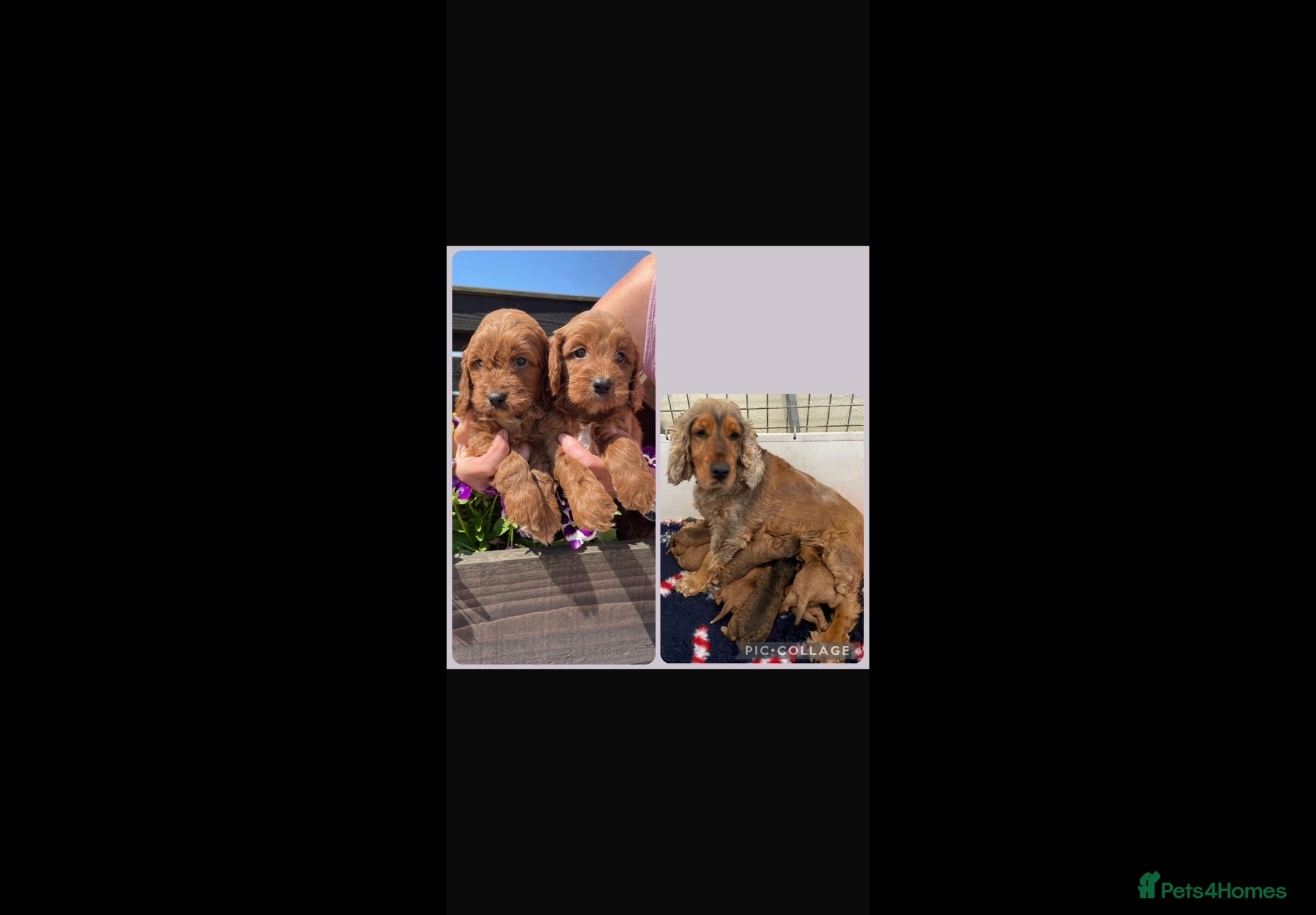 Cockapoo dogs QUALITY COCKERPOO PUPPIES ,HEALTH TESTED PARENTS - Advert 1