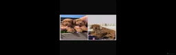 Cockapoo dogs for sale: QUALITY COCKERPOO PUPPIES ,HEALTH TESTED PARENTS - Advert 1