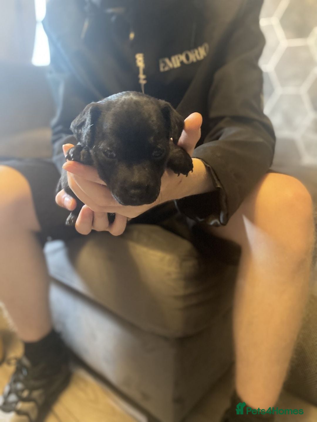 Mixed Breed dogs for sale: Patterdale lakeland x Jack russel puppies - Advert 4