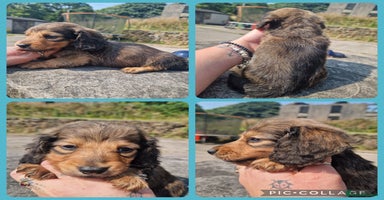 Miniature Dachshund dogs - Advert 14