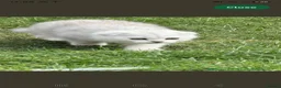 Scottish Fold cats for sale: Beautiful Scottish Fold in Woking - Advert 2