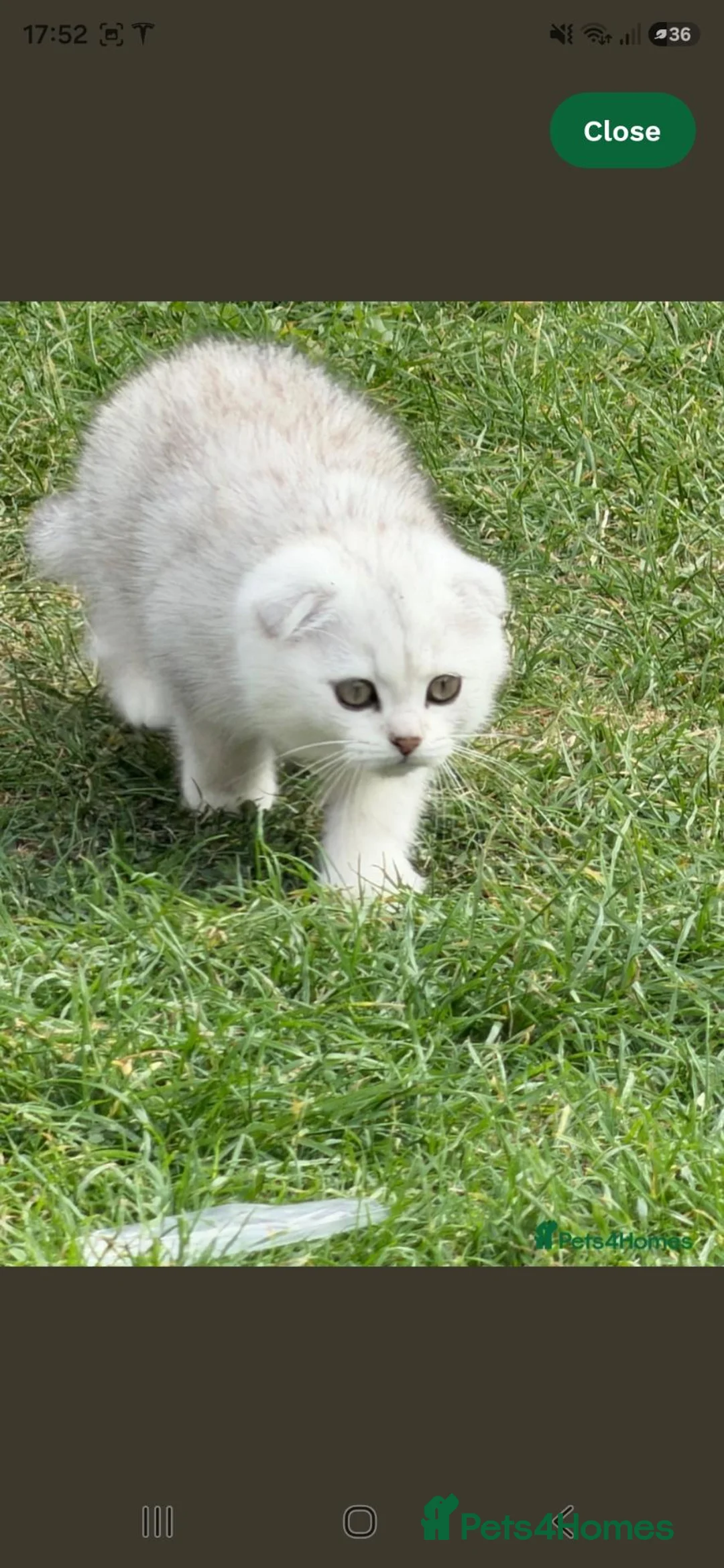 Scottish Fold cats for sale: Beautiful Scottish Fold in Woking - Advert 2