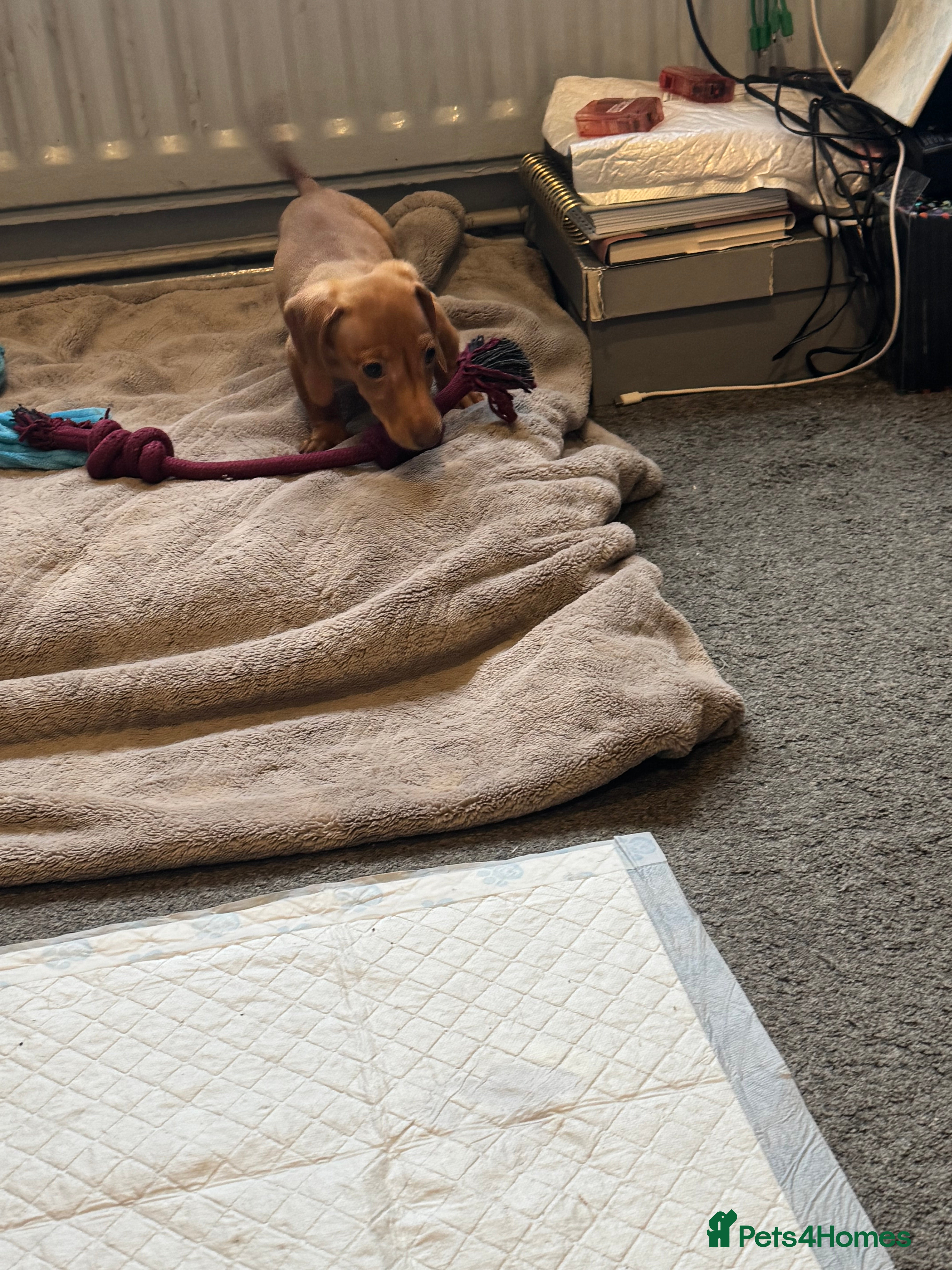 Miniature Dachshund dogs 3 beautiful miniature dachshunds  - Advert 2