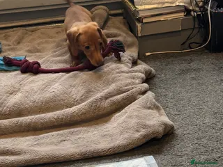 Miniature Dachshund dogs 3 beautiful miniature dachshunds - Advert 2