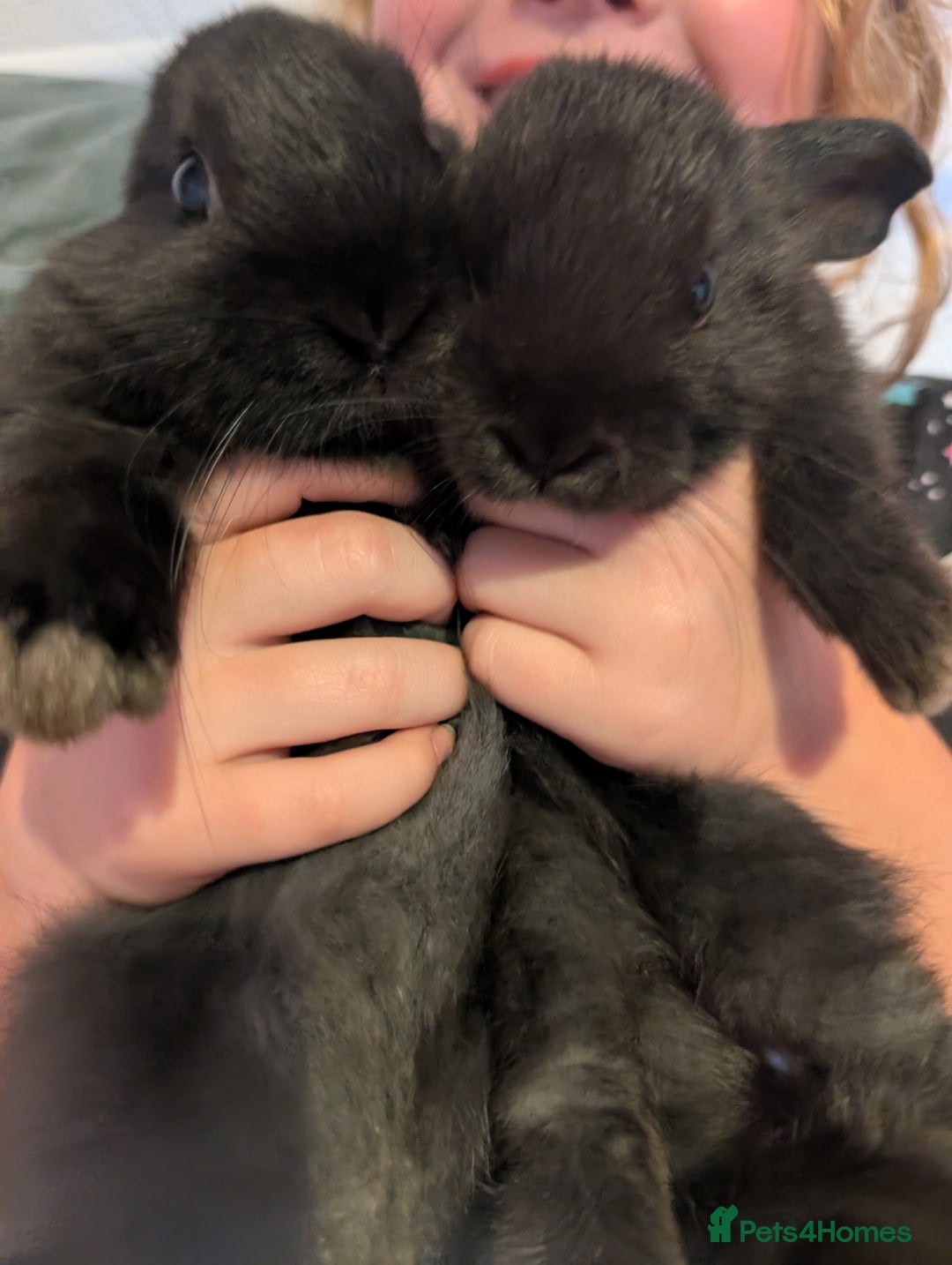 Rex rabbits for sale: Baby rabbits 1 boy and 1 girl left  - Image 1