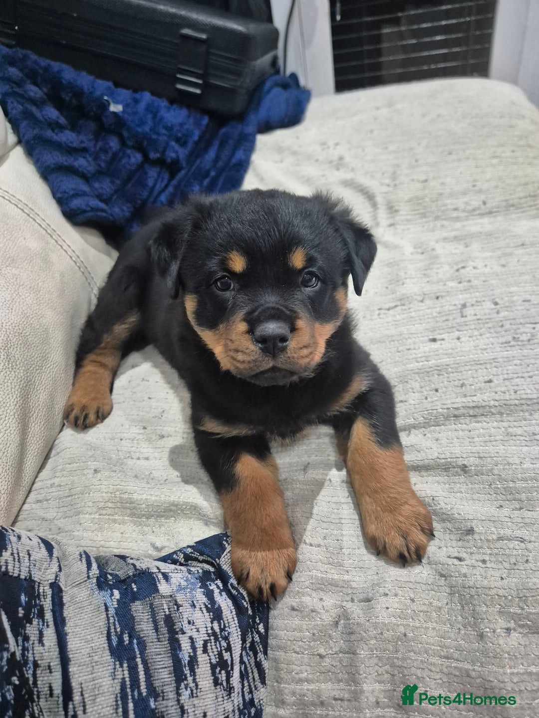 Rottweiler dogs for sale: 8 week old female Rottweiler puppy  - Image 1